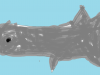 morski-pes-aljac5be